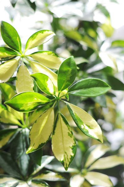 En arrosant votre schefflera avec un brumisateur,  vous améliorerez la qualité du feuillage et éviterez le dessèchement de ses feuilles.