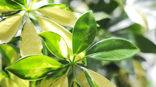 En arrosant votre schefflera avec un brumisateur,  vous améliorerez la qualité du feuillage et éviterez le dessèchement de ses feuilles.