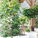 Avec son feuillage dense et touffu, le schefflera peut constituer un paravent végétal naturel. A vous de trouver celui qui vous convient, sachant que certaines variétés peuvent atteindre 3 mètres de haut en intérieur.