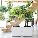 Si le schefflera est tolérant et peut vivre dans une pièce où la température oscille entre 12° et 22°, soyez tout de même vigilant aux changements brusques de température.