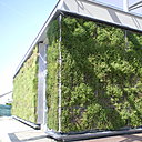 Depuis quelques années, le concept de végétalisation verticale s’intègre progressivement à l’architecture contemporaine pour développer de véritables jardins sur les façades. Il contribue à la réintroduction du végétal en milieu urbain, et vise à l’amélioration du cadre de vie. Le système d’écran thermique végétal respirant Vivagreen®, proposé par Sopranature®, est prêt à l’emploi et s’intègre à un lot de bardage dès la phase de conception.