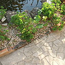 Détail avant de refaire les bordures d’allée de jardin.