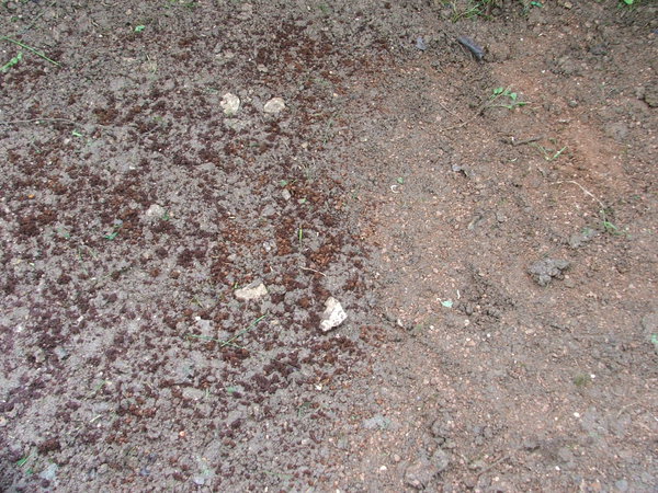 Etape 9 : SUPPORT DE CULTURE : A gauche le support de culture humide, à droite le support de culture sec.