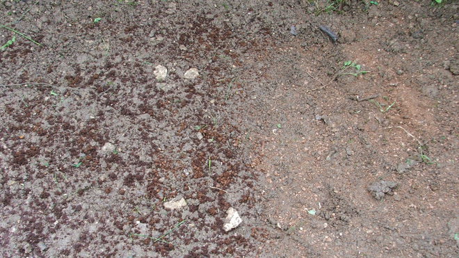 Etape 9 : SUPPORT DE CULTURE : A gauche le support de culture humide, à droite le support de culture sec.