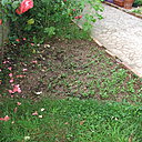 Etape 10 : DÉSHERBER : Si nécessaire, arracher les mauvaises herbes. Ce travail permettra aux plantules d’avoir plus de place pour se développer, et à certaines graines un peu tardives de profiter des rayons du soleil pour germer.