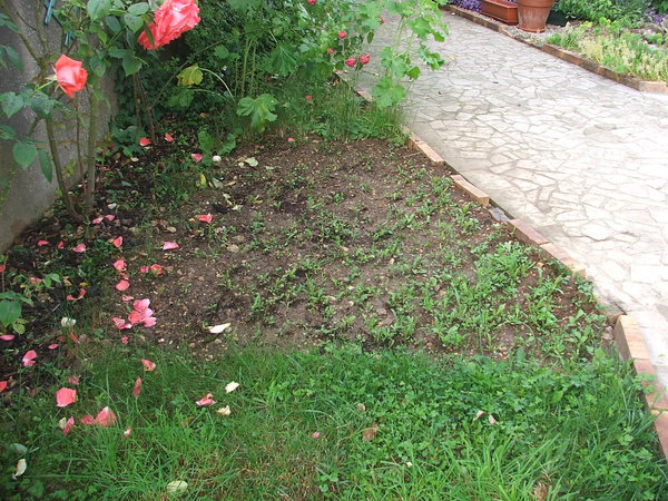 Etape 10 : DÉSHERBER : Si nécessaire, arracher les mauvaises herbes. Ce travail permettra aux plantules d’avoir plus de place pour se développer, et à certaines graines un peu tardives de profiter des rayons du soleil pour germer.