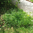 Etape 11 : FLORAISON : Compter un début de floraison 6 à 8 semaines après le semis.