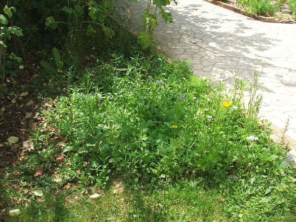 Etape 11 : FLORAISON : Compter un début de floraison 6 à 8 semaines après le semis.