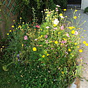 Etape 12 : ENTRETIEN En fin de floraison,  faucher ou tondre les plantes pour retourner le terrain. Semer de nouveau l’année prochaine.