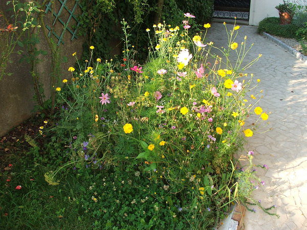 Etape 12 : ENTRETIEN En fin de floraison,  faucher ou tondre les plantes pour retourner le terrain. Semer de nouveau l’année prochaine.