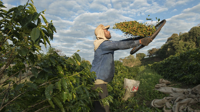 La récolte des grains de café au Brésil.