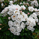 Les rosiers urbains sont élaborés pour vivre en pot et supporter une culture en terreau avec un sol léger. En créant de nouvelles espèces et en redonnant vie à des rosiers anciens, André Eve crée des roses depuis 1968.