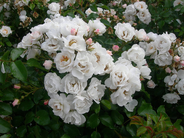 Les rosiers urbains sont élaborés pour vivre en pot et supporter une culture en terreau avec un sol léger. En créant de nouvelles espèces et en redonnant vie à des rosiers anciens, André Eve crée des roses depuis 1968.