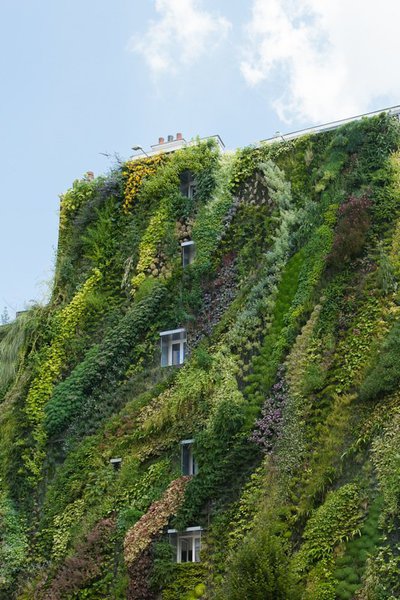 Le mur végétal crée une surface d’isolation entre le bâti et l’extérieur, grâce à son coussin d’air. Il réduit les besoins en climatisation pendant l’été, et en chauffage pendant l’hiver.