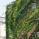 Sur le béton des villes, le mur végétal est un refuge de la biodiversité et de la protection de l’environnement.