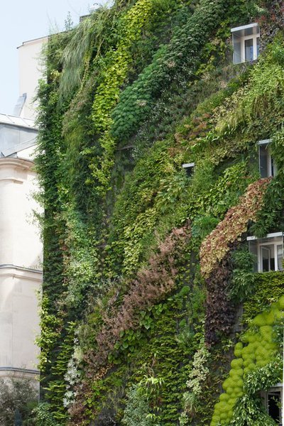 Sur le béton des villes, le mur végétal est un refuge de la biodiversité et de la protection de l’environnement.