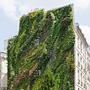 Le mur végétal recrée un milieu vivant très comparable au milieu naturel.