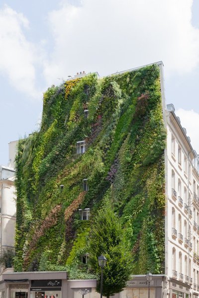 Le mur végétal recrée un milieu vivant très comparable au milieu naturel.