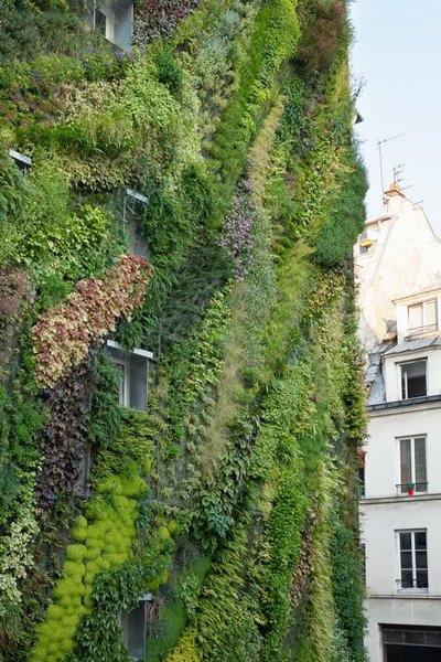 Et tandis qu’il dialogue avec les humains sans empiéter sur leur espace horizontal déjà encombré,  le mur végétal offre aussi un tableau vivant pour rendre la balade urbaine encore plus belle.