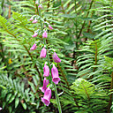 Avec ses jolies clochettes, la digitale sauvage fait le bonheur des insectes pollinisateurs.