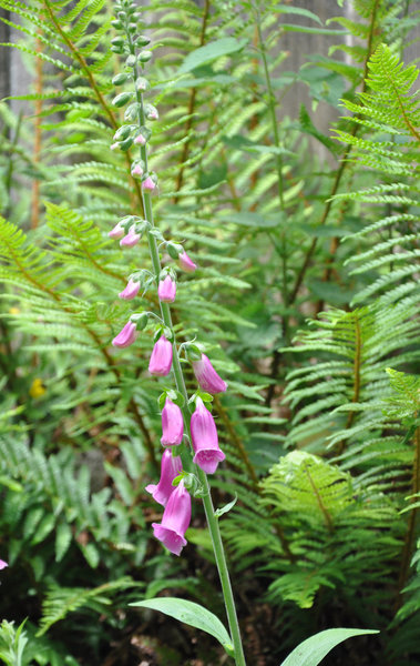 Avec ses jolies clochettes, la digitale sauvage fait le bonheur des insectes pollinisateurs.