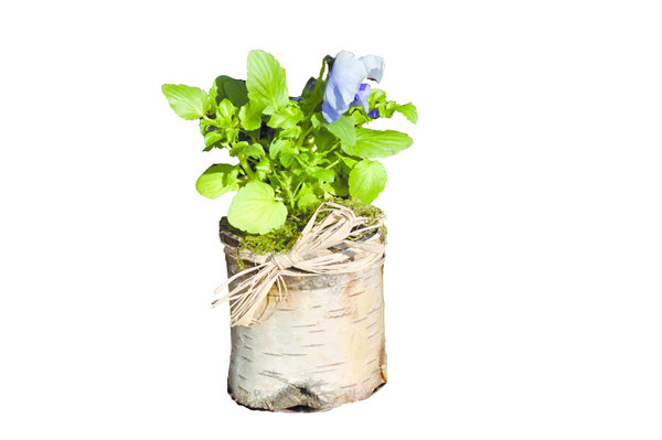 En fion de vie, la bougie bûche peut aussi être recyclée en composition florale qui fera un joli centre de table.