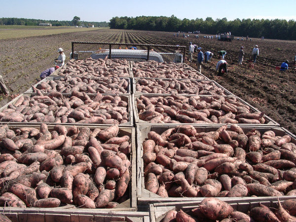 En Caroline du Nord, sur la côte est des Etats-Unis, les patates douces sont plantées en mai et récoltées à la main de fin septembre à début octobre.