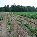 Comme la peau des patates douces est très fine, elles sont arrachées à la main, puis rassemblées dans des seaux qui sont alors déversés dans de grandes caisses en bois de 1400 kilos.