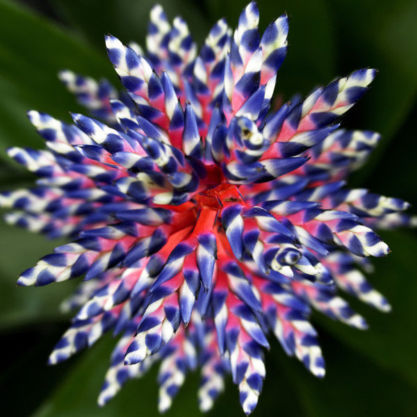 Certains bromélias peuvent avoir plus de deux couleurs comme l'Aechmea blue rain à la tige rouge vif et aux fleurs bleues et blanches.