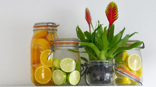 Le bromélia s'épanouit pleinement dans les endroits lumineux et à proximité d'une corbeille de fruits. Le gaz émit par les fruits en murissant aide les bromélias à croître et à colorer leurs fleurs.