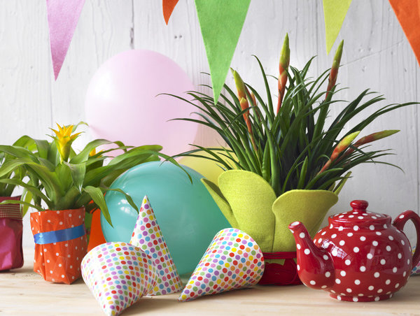 En cadeau ou en déco, le bromélia est la star des anniversaires ou des réunions à l'heure du thé.
