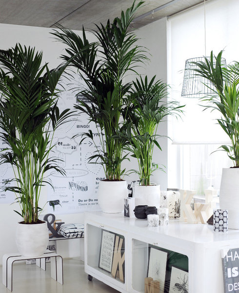 Une fois que le kentia a atteint sa taille moyenne de 70 cm, sa croissance ralentit et devient très lente.