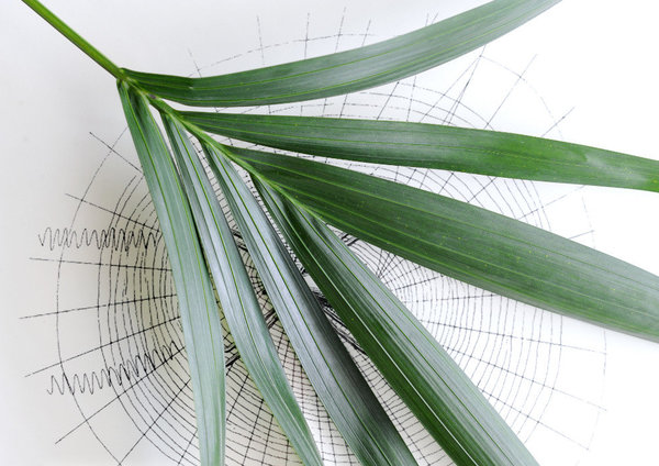 Le second nom du kentia est Howe, selon le nom de l’île de Lord Howe, à l’est de l’Australie, où il a été découvert au 19ème siècle.