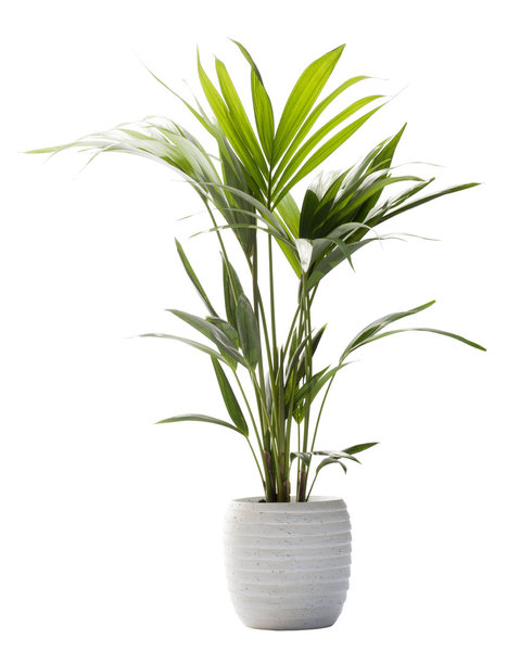 Pour que votre kentia se porte au mieux de sa forme, rempotez-le tous les deux ans au mois de mars dans un pot plus profond.