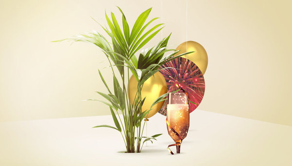 Le kentia est un palmier généreux qui insuffle un sentiment de gaîté et de bien-être.