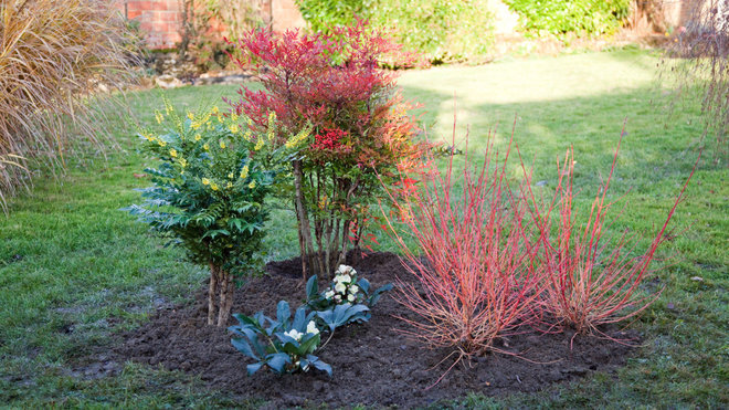 Le nandina est ici entouré de 3 cornus mindwinter fire, d’un mahonia charity aux boutons jaunes, et de 2 hellébores blancs, aussi appelés roses de Noël.
