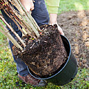 Etape 1 : Dépotez le nandina en tirant délicatement à la base de l’un des troncs.