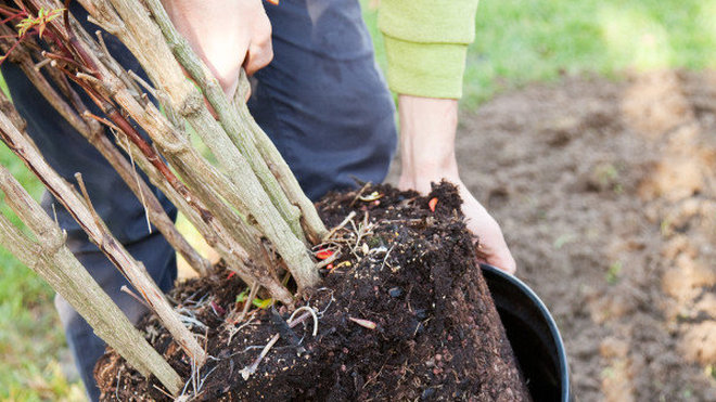 Etape 1 : Dépotez le nandina en tirant délicatement à la base de l’un des troncs.