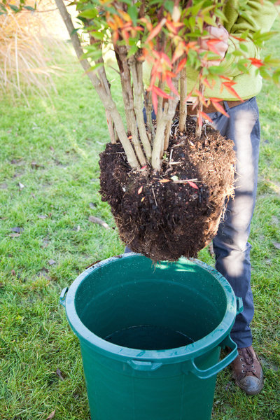 Etape 3 : Immergez la motte dans une bassine remplie d’eau, jusqu’à ce qu’aucune bulle ne remonte à la surface. Cela permet de réhydrater les racines et la terre.