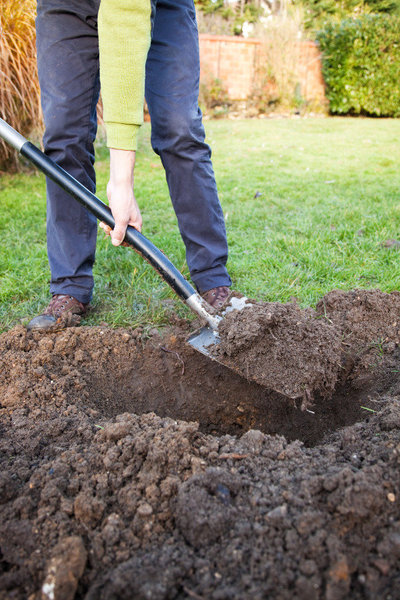 Etape 4 : Sur votre terrain, creusez un trou faisant 2 fois le volume de la motte, puis ameublissez le fond du trou.