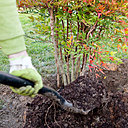 Etape 7 : Placez le nandina au centre du trou, puis remplissez le trou avec le mélange de l’étape 6.