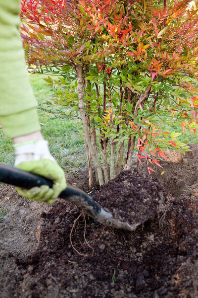 Etape 7 : Placez le nandina au centre du trou, puis remplissez le trou avec le mélange de l’étape 6.