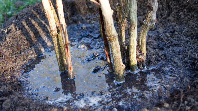 Etape 9 : Arrosez abondamment le nandina.