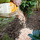 Etape 10 : Il est recommandé de placer du paillage au pied du nandina pour isoler et protéger le sol.