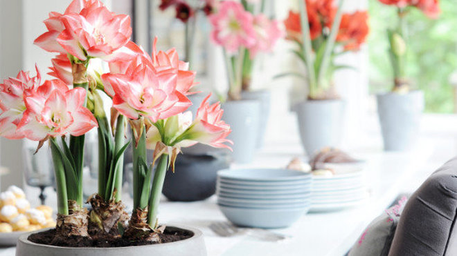 La plantation de l’amaryllis se fait d’octobre à mars. Veillez bien à ne pas enterrer la totalité du bulbe, et à faire dépasser un tiers de sa surface au-dessus de la terre.
