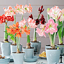 Il est impossible de cultiver une amaryllis en extérieur en France, car la plante ne survivrait pas au froid de l’hiver. Elle préfère des températures comprises entre 13 et 20 degrés selon son stade de floraison. Il est impossible de cultiver une amaryllis en extérieur en France, car la plante ne survivrait pas au froid de l’hiver. Elle préfère des températures comprises entre 13 et 20 degrés selon son stade de floraison.