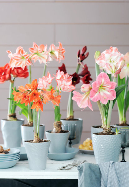 Il est impossible de cultiver une amaryllis en extérieur en France, car la plante ne survivrait pas au froid de l’hiver. Elle préfère des températures comprises entre 13 et 20 degrés selon son stade de floraison.
