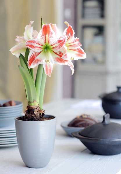 Cette variété s’appelle l’amaryllis clown, sans doute parce qu’elle arbore des couleurs semblables à celles du poisson-clown.