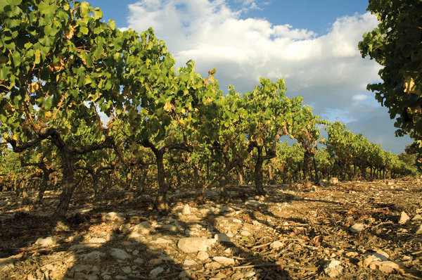 Les vins du Château de Berne collectionnent les récompenses : ils ont reçu pas moins de 30 prix, dont 10 médailles d’or.