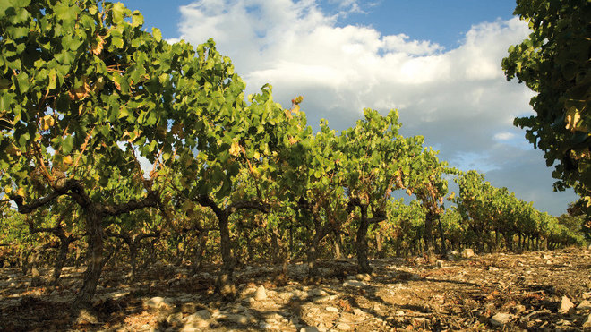 Les vins du Château de Berne collectionnent les récompenses : ils ont reçu pas moins de 30 prix, dont 10 médailles d’or.